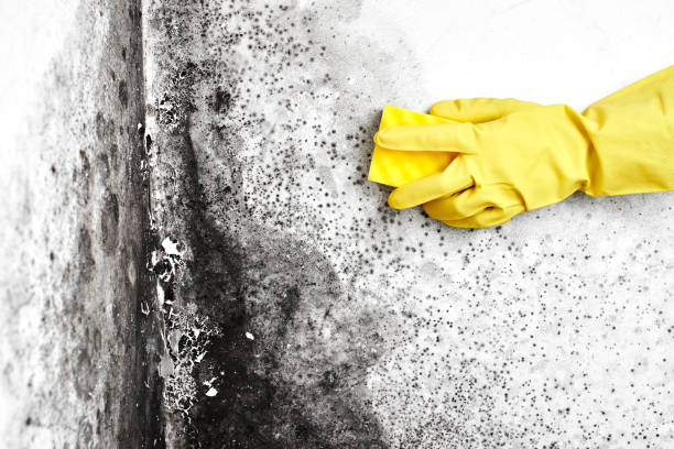 Best Asbestos and Lead Testing During Mold Inspection  in Scanlon, MN